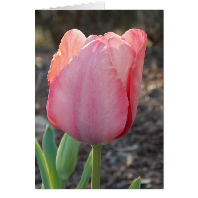 Tulipe hollandaise (Devant)