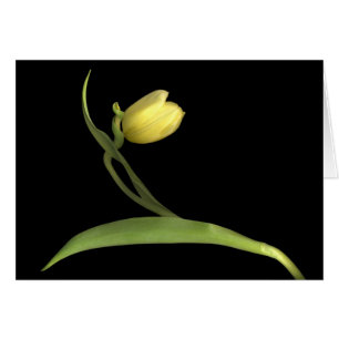 Tulipe jaune