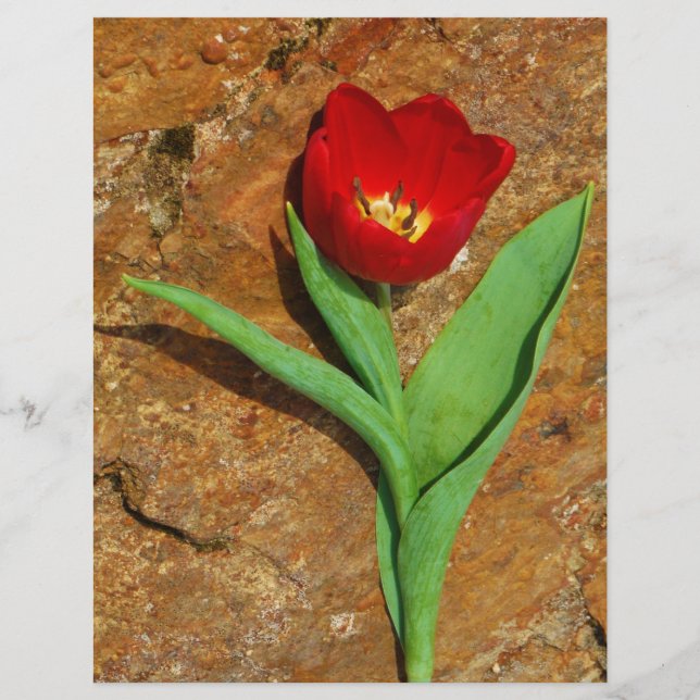 Tulipe jaune et rouge (Devant)