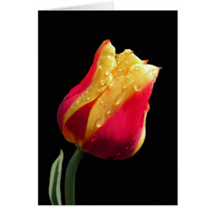 Tulipe Jaune Et Rouge