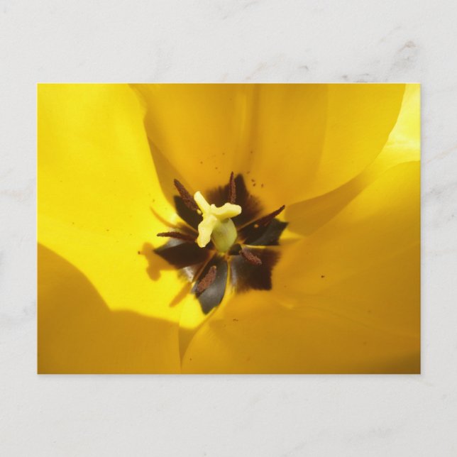 Tulipe Jaune Gros do-it-yourself Carte Postale (Devant)