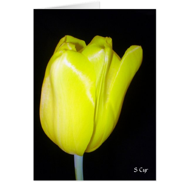 Tulipe jaune, S Cyr (Devant)