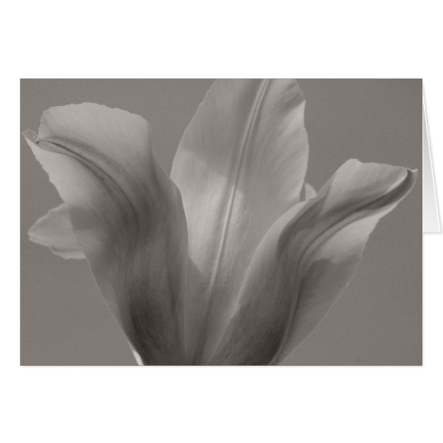 Tulipe noir et blanc (Devant horizontal)