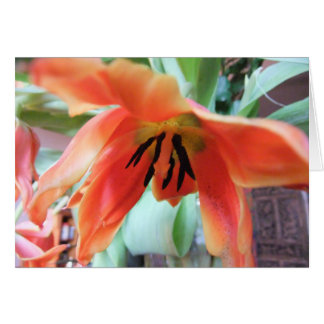 Tulipe orange