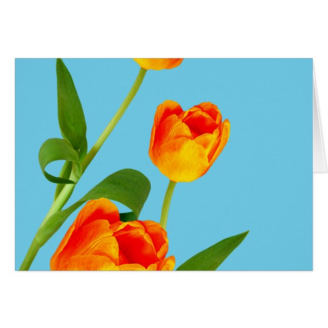 Tulipe orange (Devant horizontal)