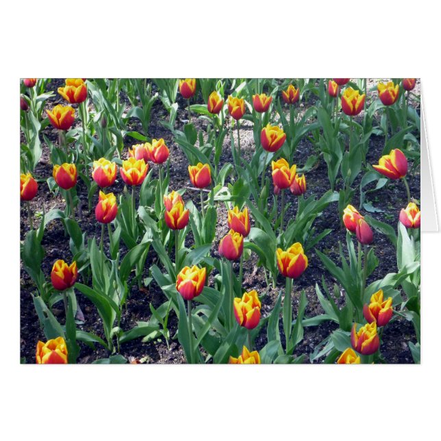 tulipe orange (Devant horizontal)