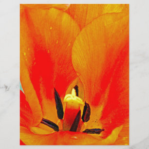 Tulipe orange
