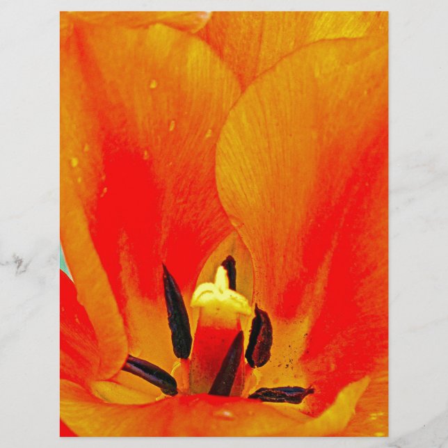 Tulipe orange (Devant)