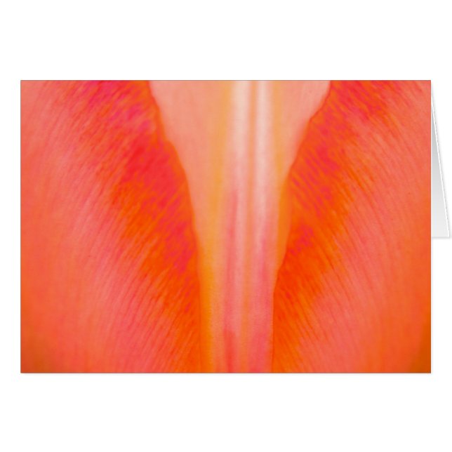 Tulipe orange (Devant Horizontal)