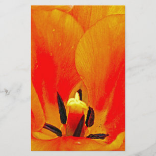 Tulipe orange