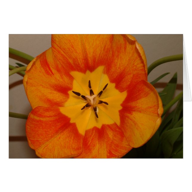tulipe orange (Devant horizontal)