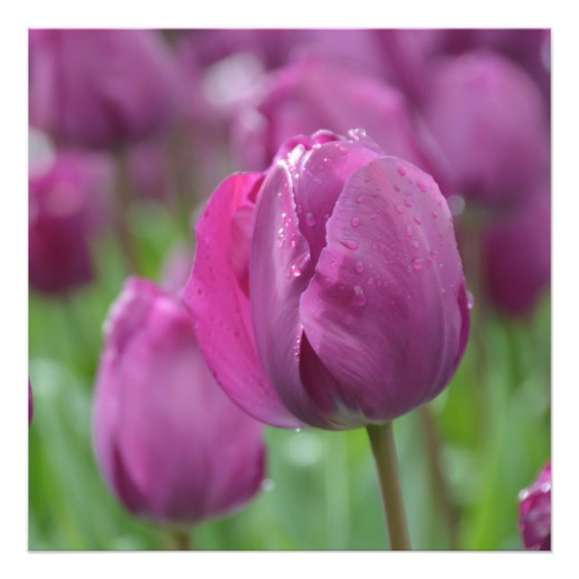 Tulipe pourpre avec gouttes d'eau Photo Imprimer (Devant)
