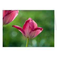tulipe rose avec gouttes de rosée
