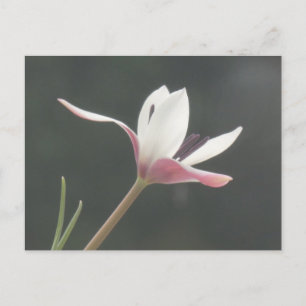 Tulipe rose blanche fermer do-it-yourself carte po