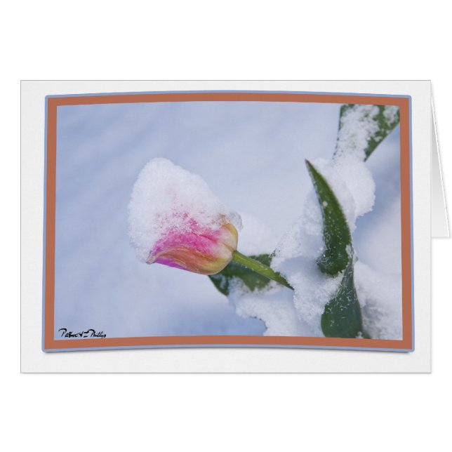 Tulipe Rose Couverte de Neige en Pensée (Devant horizontal)