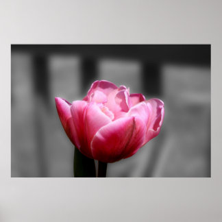 Tulipe rose noir et blanc affiche ou imprimé
