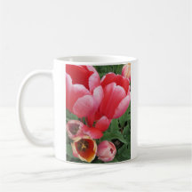 tulipe rose vif photo - tasse de thé café