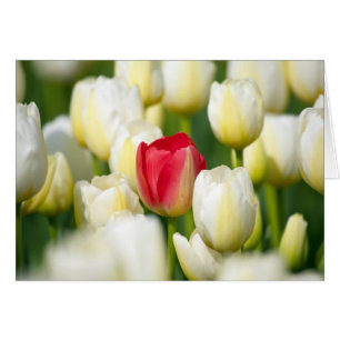 Tulipe rouge dans un champ de tulipes blanches