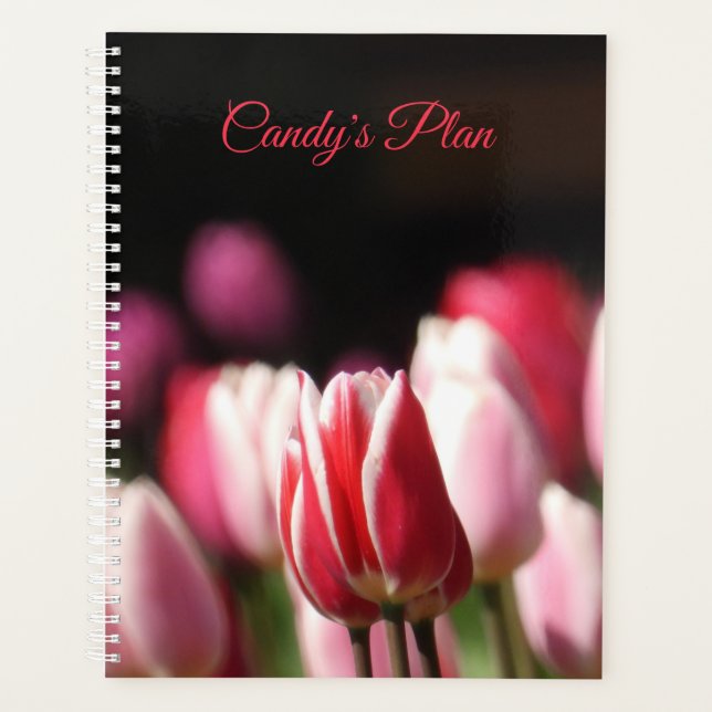 Tulipe rouge et blanche (Devant)