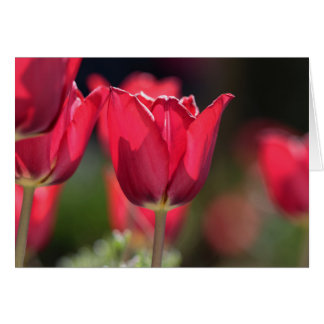 Tulipe rouge intense