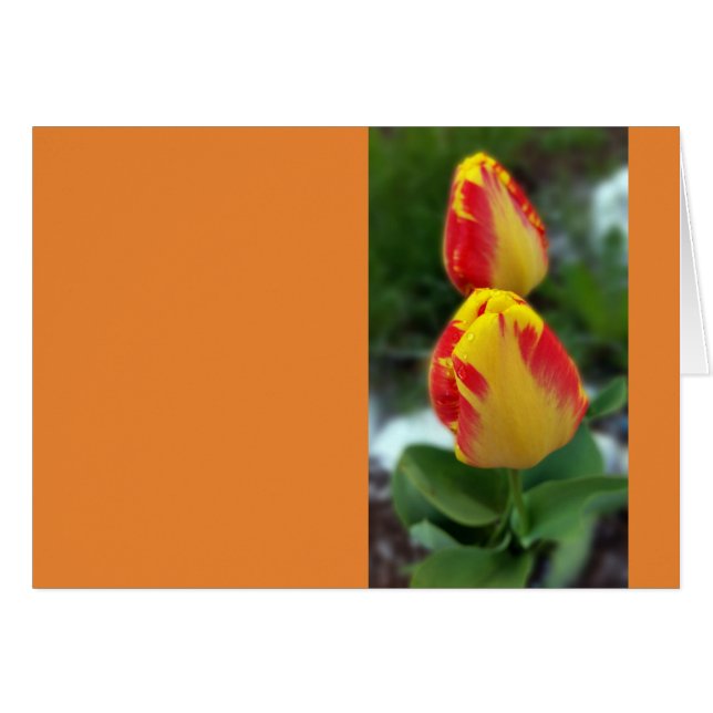tulipe rouge jaune (Devant horizontal)