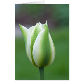 Tulipe verte