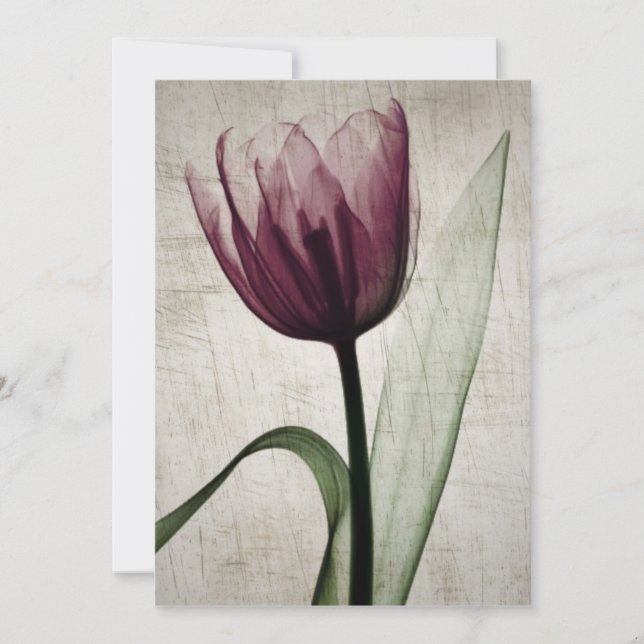 Tulipe vintage X-Ray (Devant)