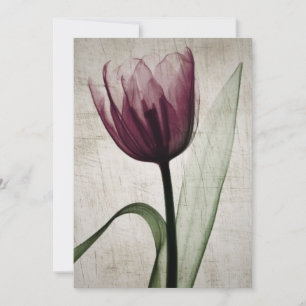 Tulipe vintage X-Ray