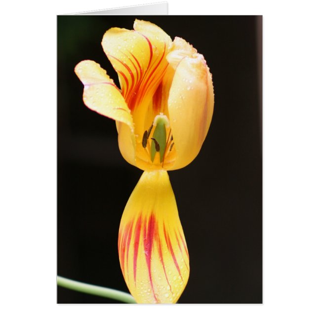 Tulipes (Devant)