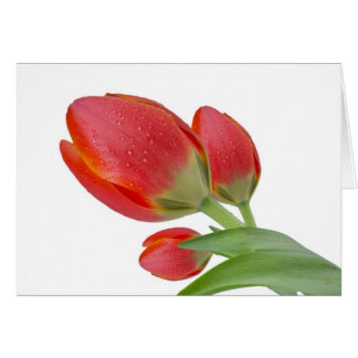 Tulipes
