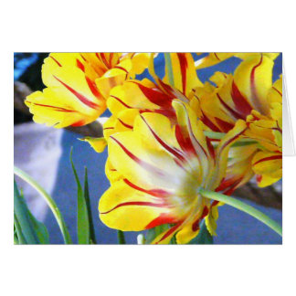 Tulipes