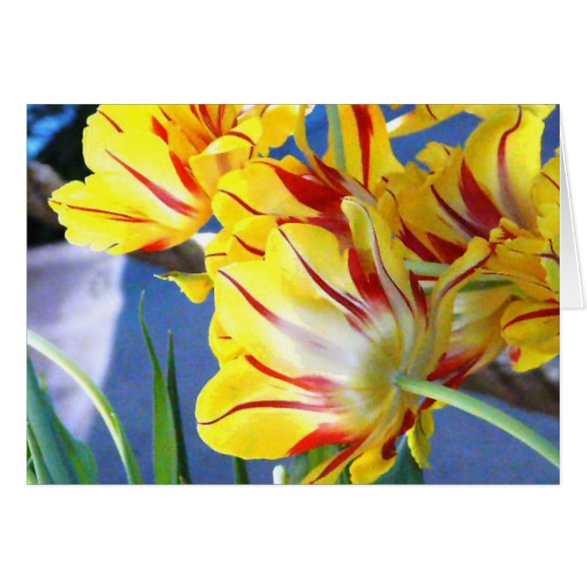 Tulipes (Devant horizontal)