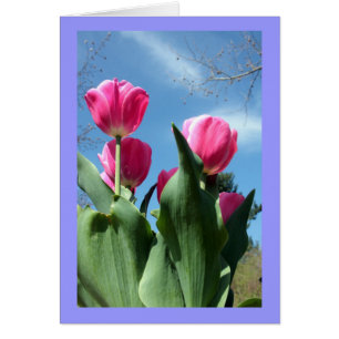 Tulipes