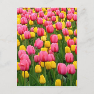 Tulipes 1 carte postale
