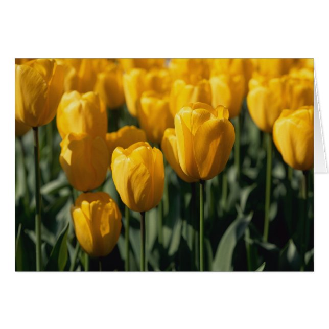 Tulipes 3 (Devant horizontal)