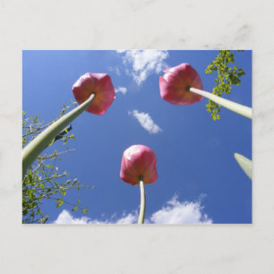 Tulipes 3 'Vue oeil vers' ~ carte postale
