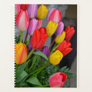 Tulipes à ressort colorées