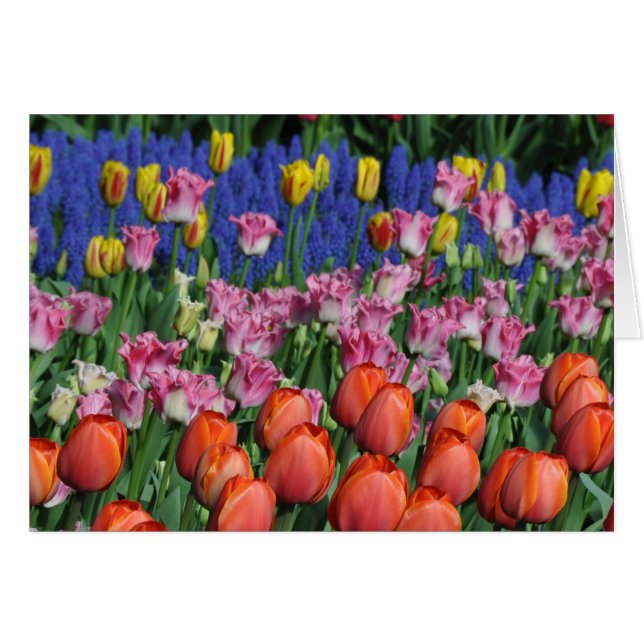 Tulipes à ressort colorées (Devant horizontal)