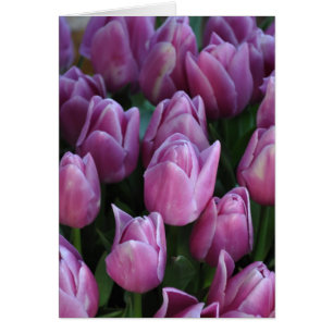 Tulipes à ressort pourpre