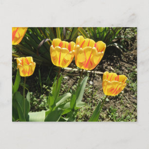 Tulipes au soleil Carte postale
