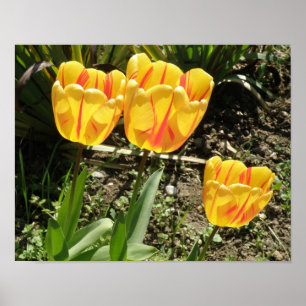 Tulipes au soleil Impression