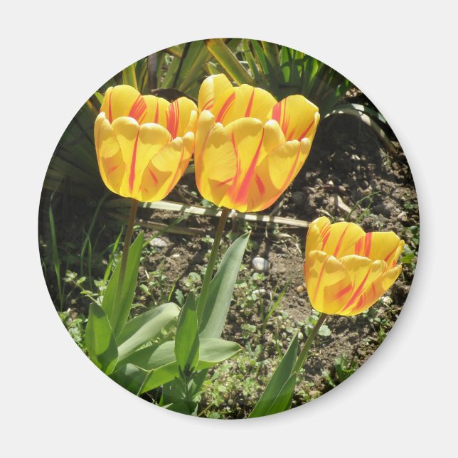 Tulipes au soleil Magnet (Devant)