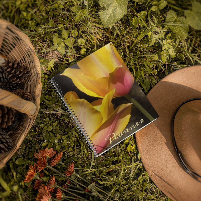 Tulipes bicolores roses et jaunes florales (In Situ)