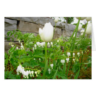Tulipes blanches
