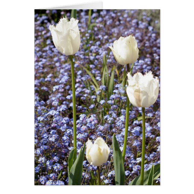 Tulipes blanches (Devant)