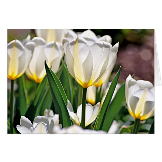 Tulipes blanches aux plumes jaunes (Devant Horizontal)