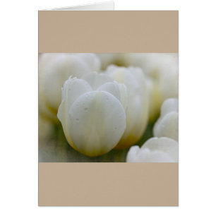 Tulipes blanches avec carte personnalisée Dew