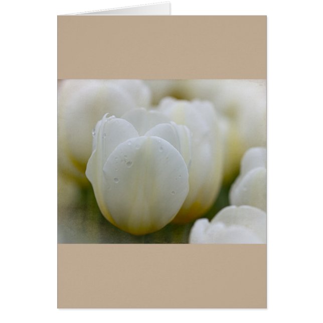 Tulipes blanches avec carte personnalisée Dew (Devant)