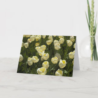 Tulipes blanches dans la carte de voeux Boston Gar
