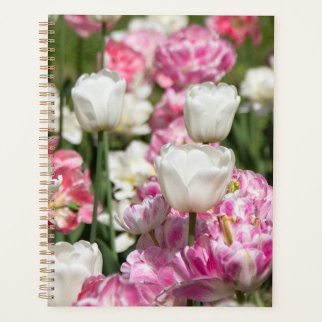 Tulipes blanches et roses brillantes par jour enso (Devant)